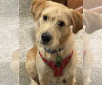 Fred - Male Labradoodle Dog for Adoption - Small photo