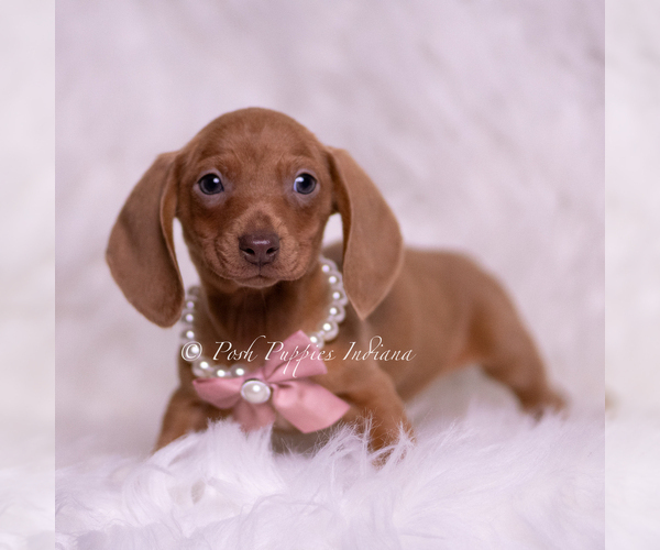 Medium Photo #67 Dachshund Puppy For Sale in WARSAW, IN, USA