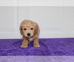 Small Photo #11 Goldendoodle (Miniature) Puppy For Sale in BLOOMINGTON, IN, USA
