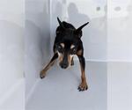 Small Miniature Pinscher Mix