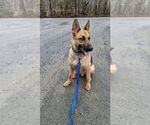 Small #9 German Shepherd Dog