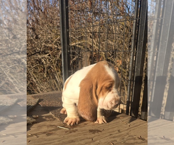 Medium Photo #1 Basset Hound Puppy For Sale in TOPPENISH, WA, USA