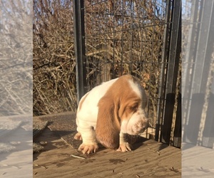 Basset Hound Puppy for sale in TOPPENISH, WA, USA
