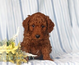 Poodle (Miniature) Puppy for sale in GAP, PA, USA