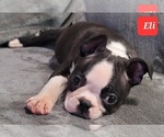 Small Photo #19 Boston Terrier Puppy For Sale in POMEROY, OH, USA