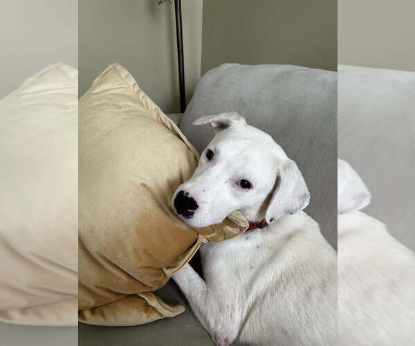 Medium Photo #10 American Pit Bull Terrier-Unknown Mix Puppy For Sale in New York, NY, USA