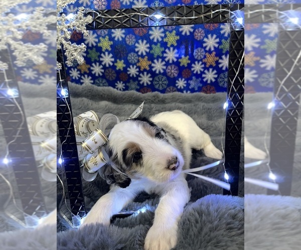 Medium Photo #25 Bernedoodle Puppy For Sale in CLEVELAND, TN, USA