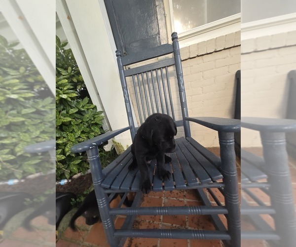 Medium Photo #5 Labrador Retriever Puppy For Sale in ELIZABETH CITY, NC, USA