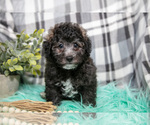 Small Photo #3 Poodle (Toy) Puppy For Sale in NAPPANEE, IN, USA