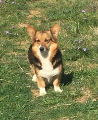 Mother of the Pembroke Welsh Corgi puppies born on 02/05/2019
