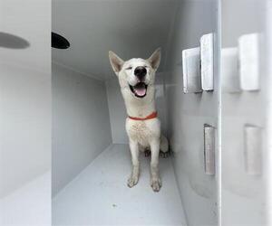 - Mix Dogs for adoption in Houston, TX, USA