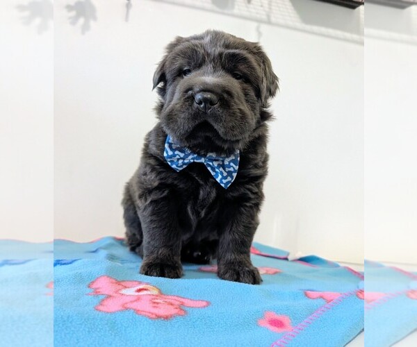 Medium Photo #1 Chinese Shar-Pei Puppy For Sale in MILAN, IL, USA