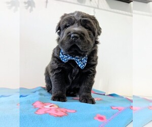 Medium Chinese Shar-Pei