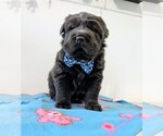 Puppy Puppy 1 Chinese Shar-Pei