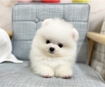 Small Photo #5 Pomeranian Puppy For Sale in SAN FRANCISCO, CA, USA