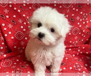 Maltese Puppy for sale in JONESTOWN, TX, USA