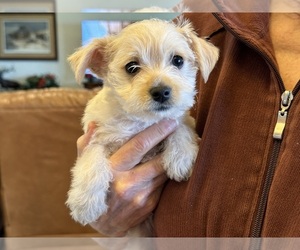 Havanese Puppy for Sale in DAVIS, Oklahoma USA