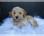 Small Photo #7 Maltipoo Puppy For Sale in MILLERSBURG, OH, USA
