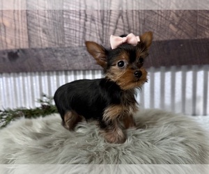 Yorkshire Terrier Puppy for sale in NAPPANEE, IN, USA