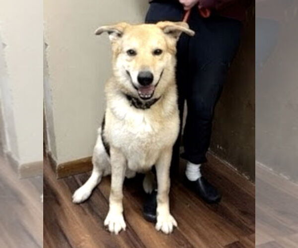 Medium Photo #3 Collie-Unknown Mix Puppy For Sale in Mt. Laurel, NJ, USA