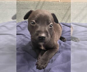 Labrador Retriever Dogs for adoption in Baytown, TX, USA