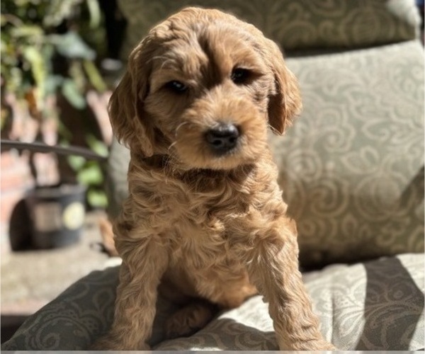 Medium Photo #5 Goldendoodle Puppy For Sale in CASTRO VALLEY, CA, USA