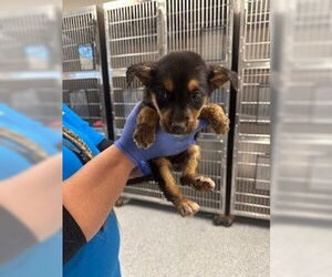 German Shepherd Dog-Unknown Mix Dogs for adoption in Houston, TX, USA