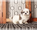 Small Photo #9 Shih Tzu Puppy For Sale in NAPLES, FL, USA