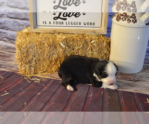 Medium Photo #3 Miniature American Shepherd Puppy For Sale in EVANS, CO, USA