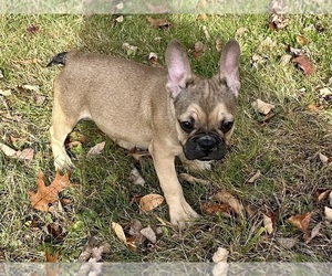 French Bulldog Puppy for Sale in ASHBURNHAM, Massachusetts USA