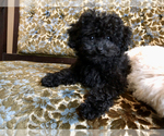 Small Photo #8 Poodle (Toy) Puppy For Sale in WOODSTOCK, CT, USA