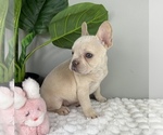 Small Photo #4 French Bulldog Puppy For Sale in FRANKLIN, IN, USA