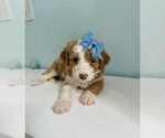 Small Photo #2 Aussiedoodle-Labradoodle Mix Puppy For Sale in BRYANTOWN, MD, USA