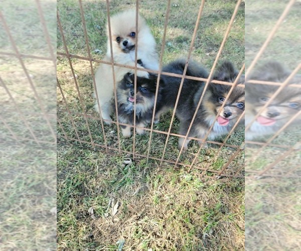 Medium Photo #6 Pomeranian Puppy For Sale in LOYAL, WI, USA