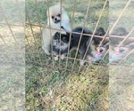 Small #5 Pomeranian