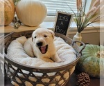 Small Photo #11 Labrador Retriever Puppy For Sale in GOBLES, MI, USA