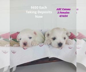 Coton de Tulear Puppy for Sale in TOPEKA, Indiana USA