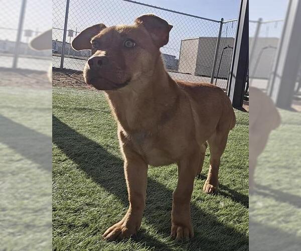 Medium Photo #1 Chihuahua-Unknown Mix Puppy For Sale in HESPERIA, CA, USA