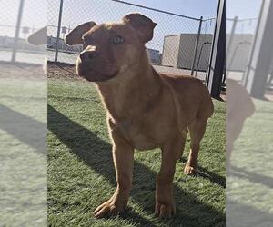 Chihuahua-Unknown Mix Dogs for adoption in HESPERIA, CA, USA