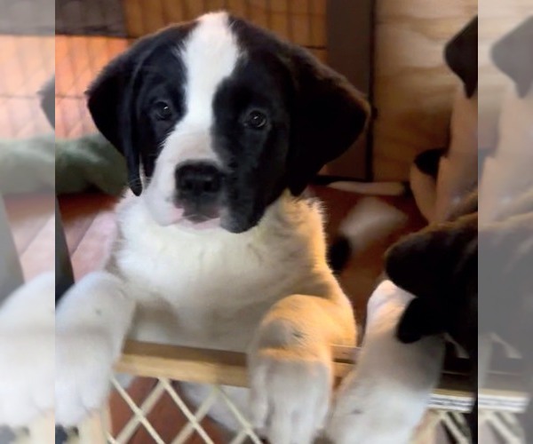 Medium Photo #10 Cane Corso-Saint Bernard Mix Puppy For Sale in WORCESTER, MA, USA