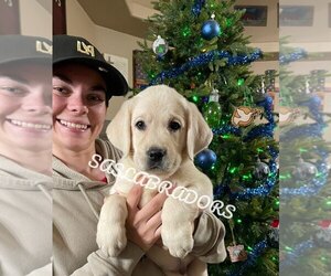 Labrador Retriever Puppy for sale in PINON HILLS, CA, USA
