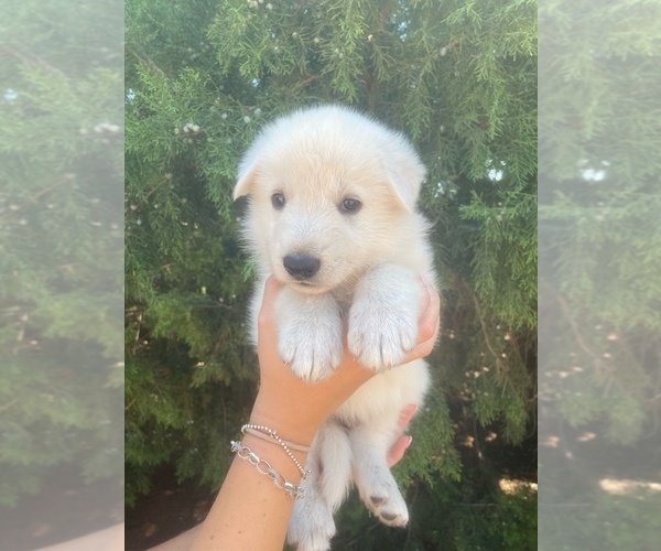 Medium Photo #4 German Shepherd Dog Puppy For Sale in PETERSBURG, TX, USA