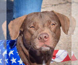 - Mix Dogs for adoption in Huntley, IL, USA