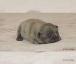 Small #9 French Bulldog