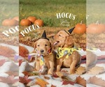 Image preview for Ad Listing. Nickname: Hocus