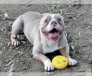 Staffordshire Bull Terrier-Unknown Mix Dogs for adoption in Martinez, CA, USA