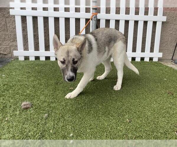 Medium Photo #1 Gerberian Shepsky Puppy For Sale in Modesto, CA, USA