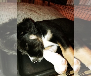 Alaskan Malamute-Staffordshire Bull Terrier Mix Puppy for sale in PORTLAND, OR, USA