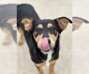 Australian Kelpie-Unknown Mix Dogs for adoption in Houston, TX, USA