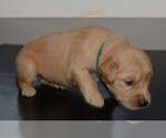 Small Photo #37 Golden Retriever Puppy For Sale in POULSBO, WA, USA